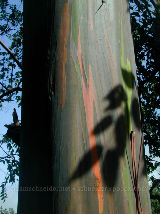 rainbow gum tree (Eucalyptus deglupta) [Keahua Arboretum, Wailua Valley, Kaua'i, Hawaii]