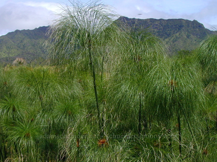 papyrus (Cyperus papyrus) [Kuilau Ridge Trail, Makaleha Mountains, Kaua'i, Hawaii]