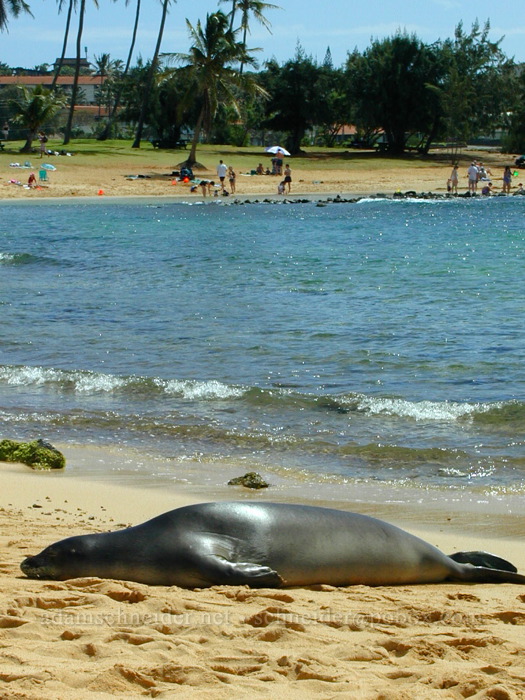 monk seal (Neomonachus schauinslandi (Monachus schauinslandi)) [Po'ipu Beach Park, Po'ipu, Kaua'i, Hawaii]