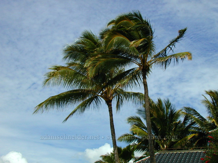 palm trees (Cocos nucifera) [Po'ipu Beach Park, Po'ipu, Kaua'i, Hawaii]