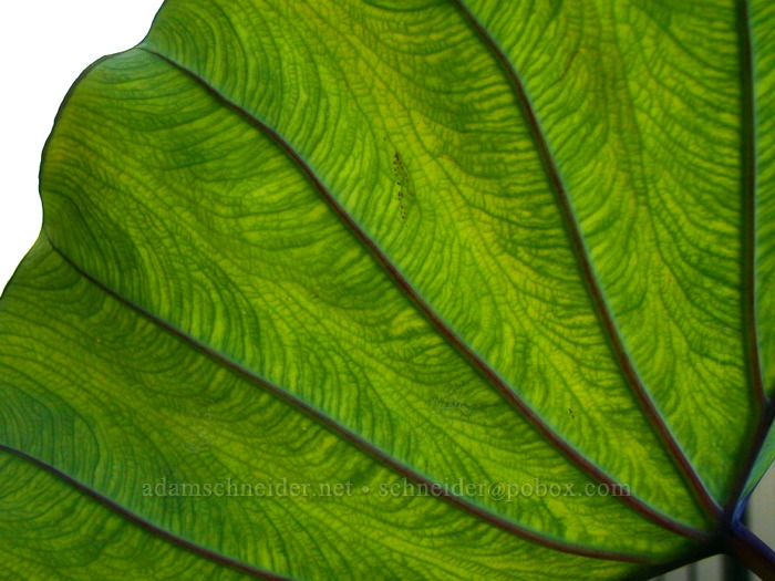 taro leaf (Colocasia esculenta) [Honolulu Airport, Honolulu, O'ahu, Hawaii]