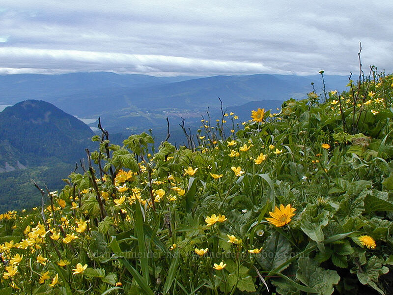 Wind Mountain, balsamroot, & buttercups (Balsamorhiza sp., Ranunculus occidentalis) [Dog Mountain Trail, Gifford Pinchot National Forest, Skamania County, Washington]
