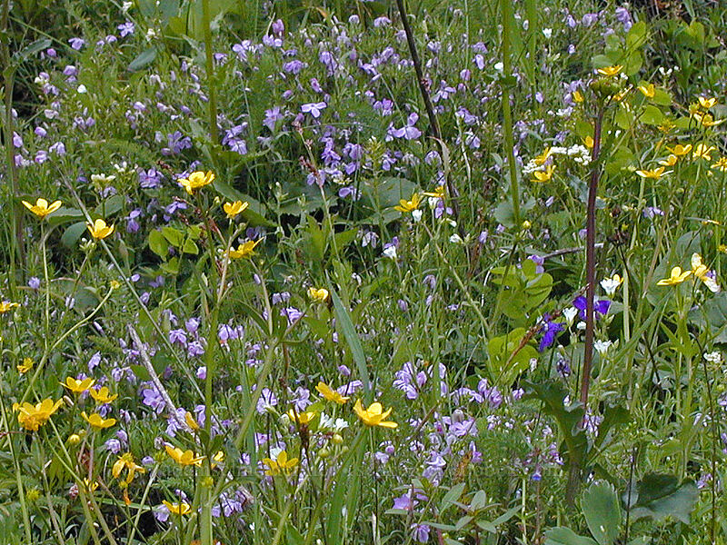 Phlox & buttercups (Phlox diffusa, Ranunculus occidentalis) [Augspurger Trail, Gifford Pinchot National Forest, Skamania County, Washington]