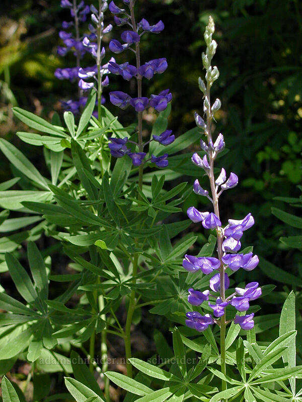 lupine (Lupinus sp.) [Augspurger Trail, Gifford Pinchot National Forest, Skamania County, Washington]