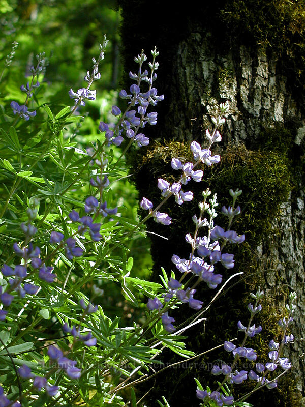 lupine (Lupinus sp.) [Augspurger Trail, Gifford Pinchot National Forest, Skamania County, Washington]
