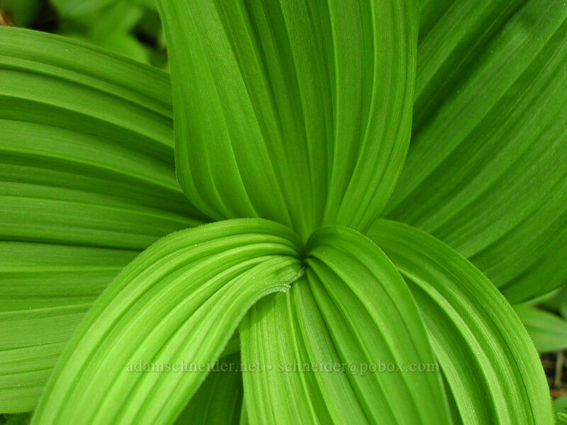 green corn lily leaves (Veratrum viride var. eschscholzianum (Veratrum eschscholtzianum)) [Mirror Lake, Mt. Hood National Forest, Clackamas County, Oregon]