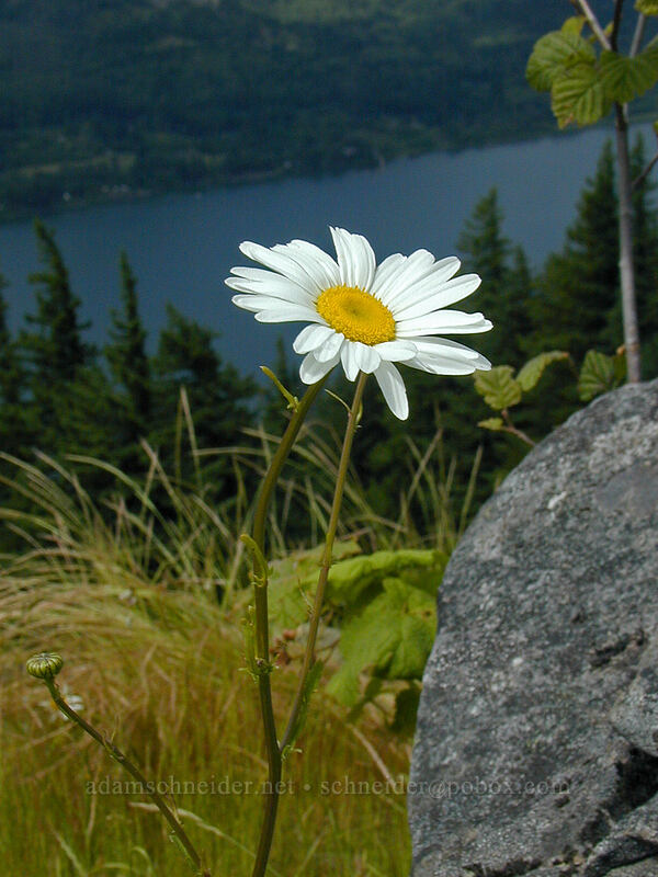 ox-eye daisy (Chrysanthemum leucanthemum (Leucanthemum vulgare)) [Angel's Rest Trail, Columbia River Gorge, Multnomah County, Oregon]