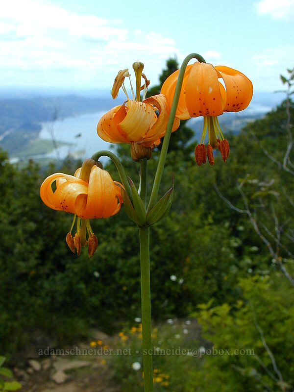 tiger lilies (Lilium columbianum) [Angel's Rest Trail, Columbia River Gorge, Multnomah County, Oregon]