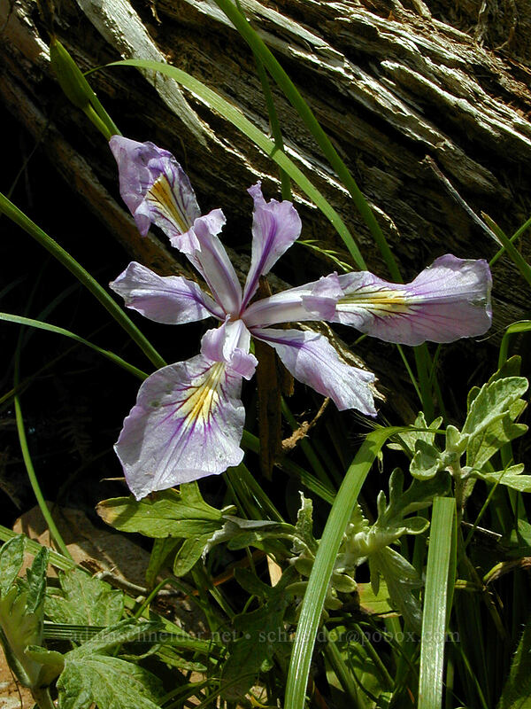 Oregon iris (Iris tenax) [Angel's Rest Trail, Multnomah County, Oregon]