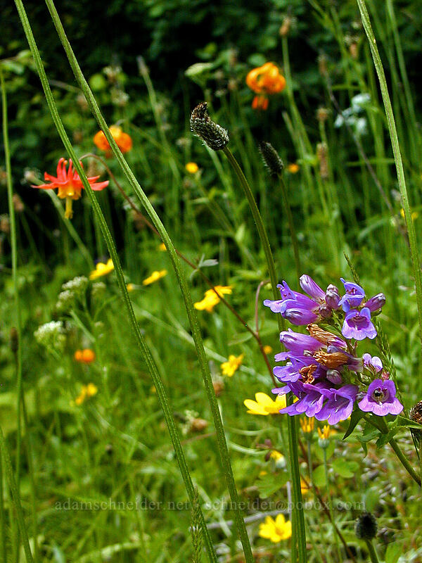 wildflowers [Angel's Rest Trail, Multnomah County, Oregon]