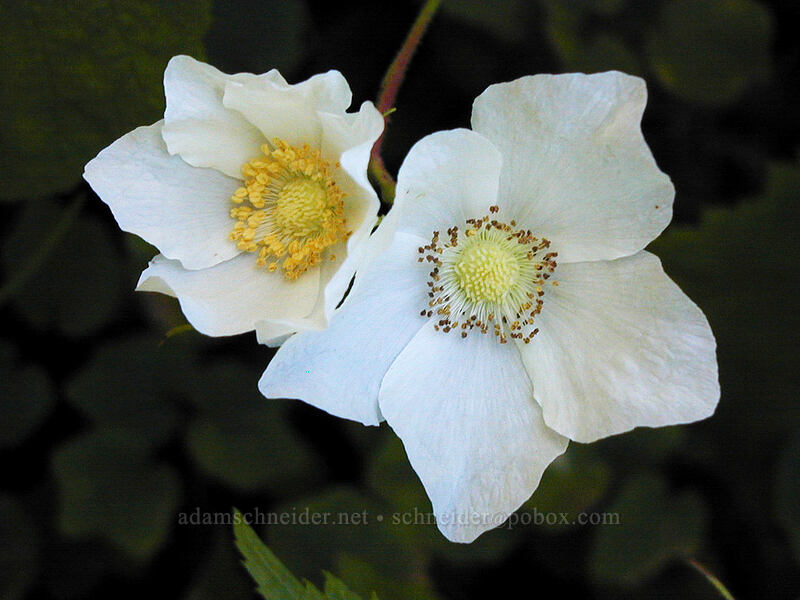 thimbleberry flowers (Rubus parviflorus) [Angel's Rest Trail, Multnomah County, Oregon]