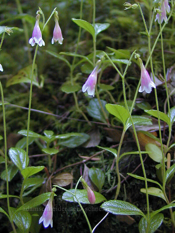 twinflower (Linnaea borealis) [Burnt Lake Trail, Mt. Hood Wilderness, Clackamas County, Oregon]