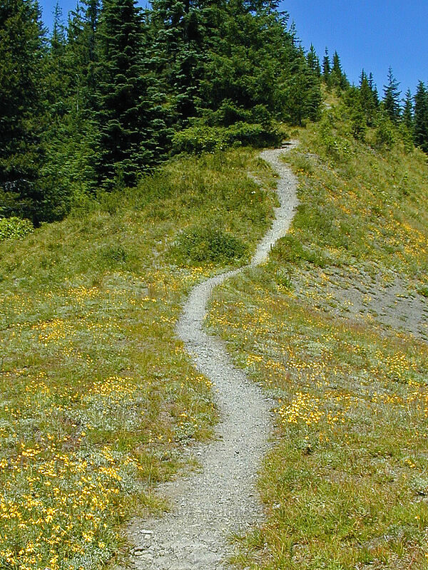 Path to the top of East Zigzag [East Zigzag Mountain, Mt. Hood Wilderness, Clackamas County, Oregon]