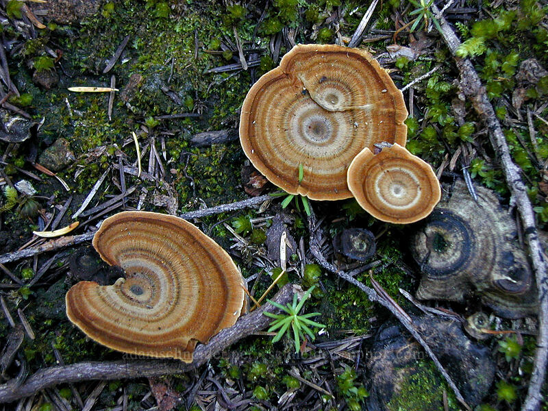 tiger's eye fungus (Coltricia perennis) [Burnt Lake Trail, Mt. Hood Wilderness, Clackamas County, Oregon]
