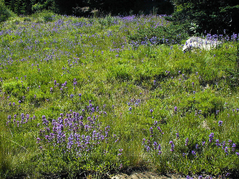 meadow full of penstemon (Penstemon sp.) [Cloud Cap Road, Mt. Hood National Forest, Hood River County, Oregon]