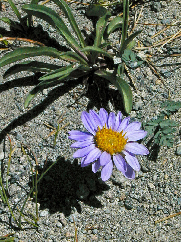 tundra aster (Oreostemma alpigenum var. alpigenum (Aster alpigenus)) [Cooper Spur Trail, Mt. Hood Wilderness, Hood River County, Oregon]