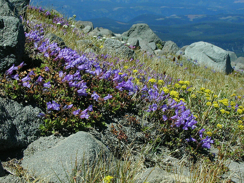 penstemon & buckwheat (Penstemon davidsonii, Eriogonum sp.) [Cooper Spur Trail, Mt. Hood Wilderness, Hood River County, Oregon]