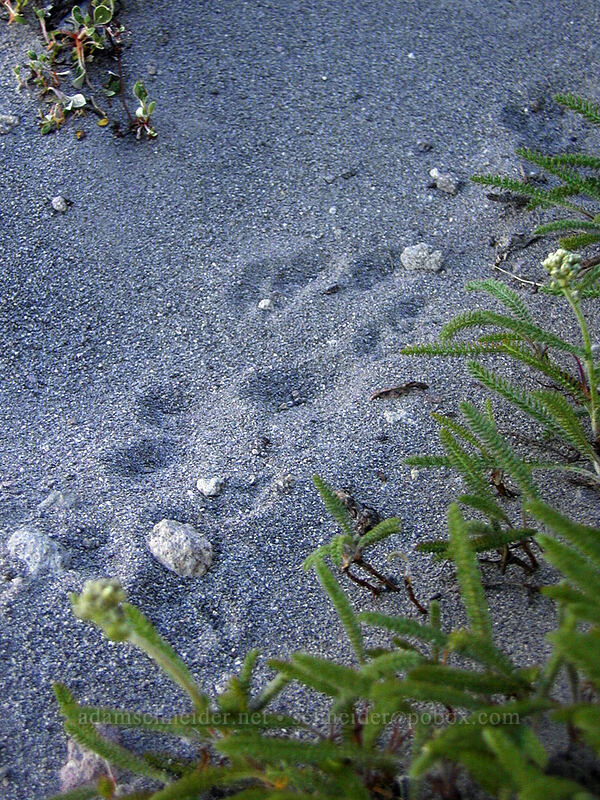 animal tracks [Cooper Spur Trail, Mt. Hood Wilderness, Hood River County, Oregon]