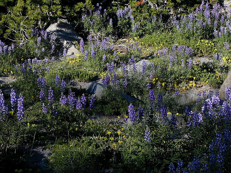 rock garden of lupines & buckwheat (Lupinus latifolius, Eriogonum umbellatum) [Cooper Spur Trail, Mt. Hood Wilderness, Hood River County, Oregon]