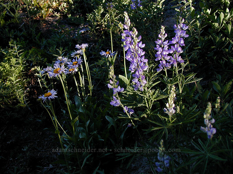 fleabane & lupines (Erigeron glacialis var. glacialis, Lupinus sp.) [Cooper Spur Trail, Mt. Hood Wilderness, Hood River County, Oregon]