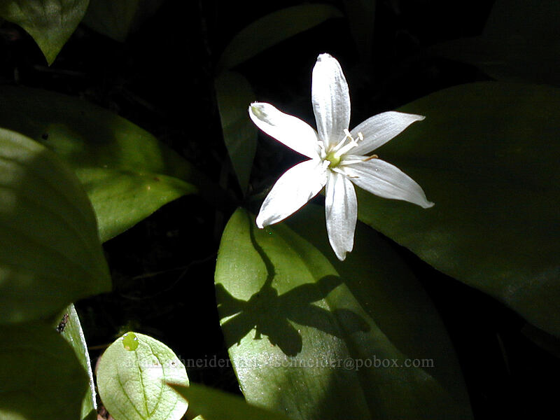 bead lily (Clintonia uniflora) [Top Spur trail, Mt. Hood Wilderness, Clackamas County, Oregon]