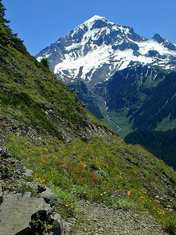 Mount Hood & wildflowers [Bald Mountain, Mt. Hood Wilderness, Clackamas County, Oregon]