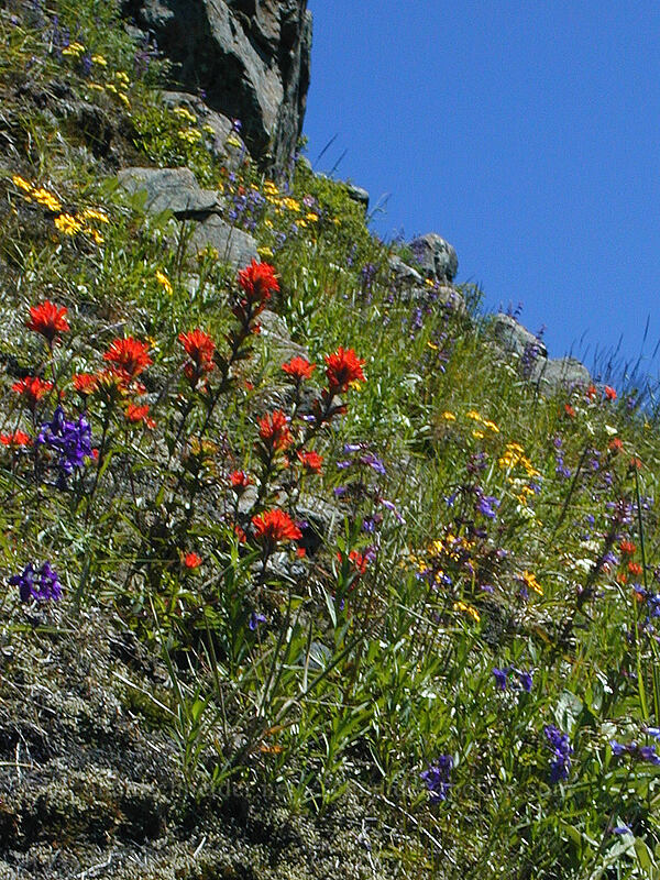 wildflowers [Bald Mountain, Mt. Hood Wilderness, Clackamas County, Oregon]