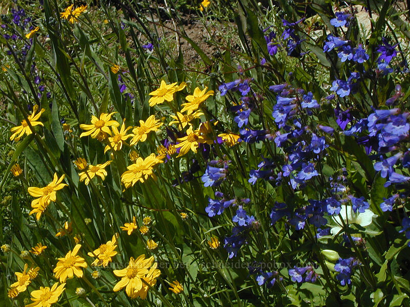 Oregon sunshine & penstemon (Eriophyllum lanatum, Penstemon sp.) [Bald Mountain, Mt. Hood Wilderness, Clackamas County, Oregon]