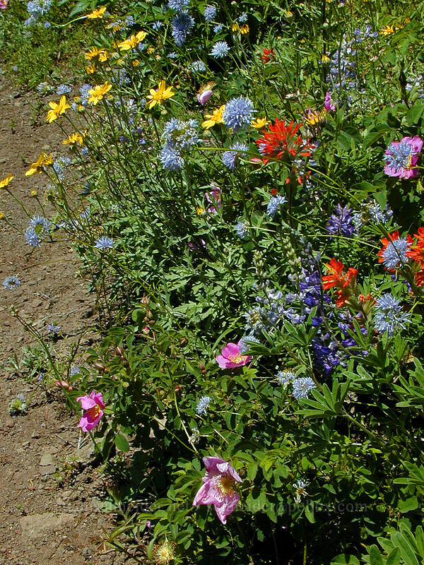 trailside wildflowers [Bald Mountain, Mt. Hood Wilderness, Clackamas County, Oregon]