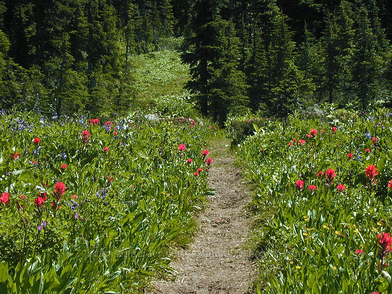 trail through wildflowers [Bald Mountain Ridge, Mt. Hood Wilderness, Hood River County, Oregon]