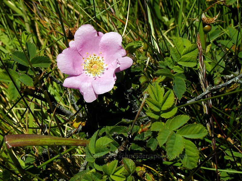 wild rose (Rosa sp.) [Saddle Mountain summit, Clatsop County, Oregon]
