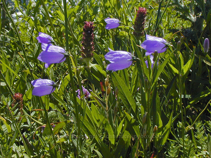harebells & self-heal (Campanula rotundifolia, Prunella vulgaris) [Saddle Mountain summit, Clatsop County, Oregon]