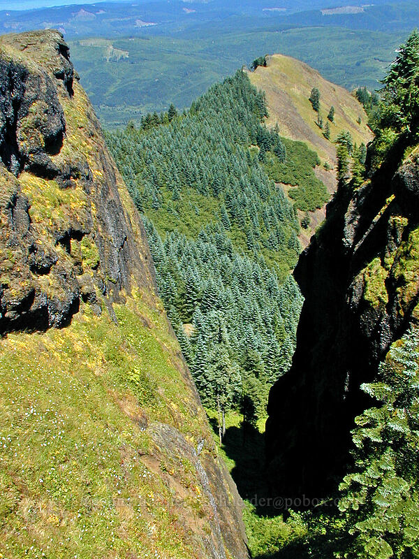 steep cliffs & spruce trees [Saddle Mountain summit, Clatsop County, Oregon]