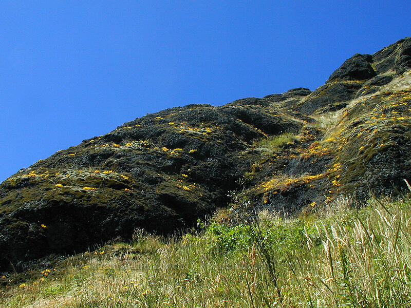 basalt cliffs [Saddle Mountain trail, Clatsop County, Oregon]