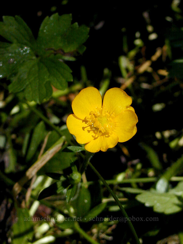 creeping buttercup (Ranunculus repens) [Saddle Mountain trailhead, Clatsop County, Oregon]