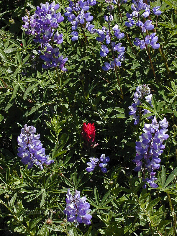 lupines & paintbrush (Lupinus latifolius, Castilleja parviflora var. oreopola) [Timberline Trail, Mt. Hood Wilderness, Clackamas County, Oregon]