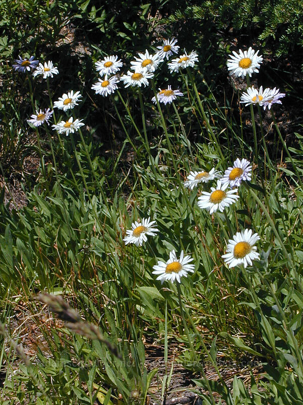 fleabane (Erigeron glacialis var. glacialis) [Timberline Trail, Mt. Hood Wilderness, Clackamas County, Oregon]