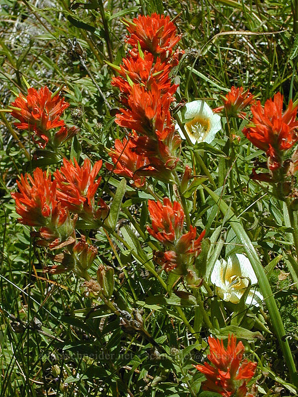 paintbrush & cat's ear lilies (Castilleja sp., Calochortus subalpinus) [Timberline Trail, Mt. Hood Wilderness, Clackamas County, Oregon]