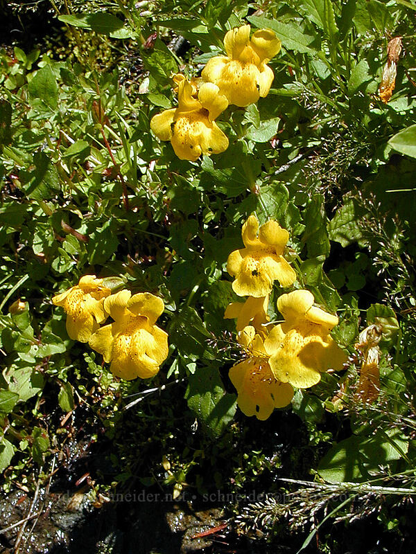 yellow monkeyflower (Erythranthe guttata (Mimulus guttatus)) [Timberline Trail, Mt. Hood Wilderness, Clackamas County, Oregon]