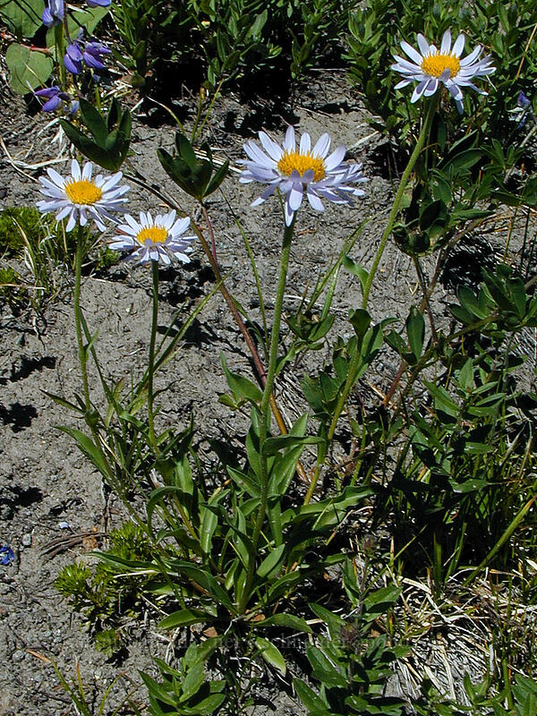 subalpine fleabane (Erigeron glacialis var. glacialis) [Timberline Trail, Mt. Hood Wilderness, Clackamas County, Oregon]