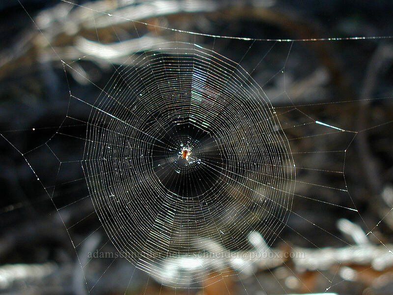 spider web [Black Crater trailhead, Three Sisters Wilderness, Deschutes County, Oregon]