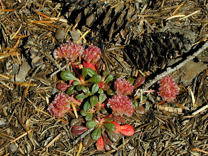 pussypaws (Calyptridium umbellatum (Cistanthe umbellata)) [Black Crater Trail, Three Sisters Wilderness, Deschutes County, Oregon]