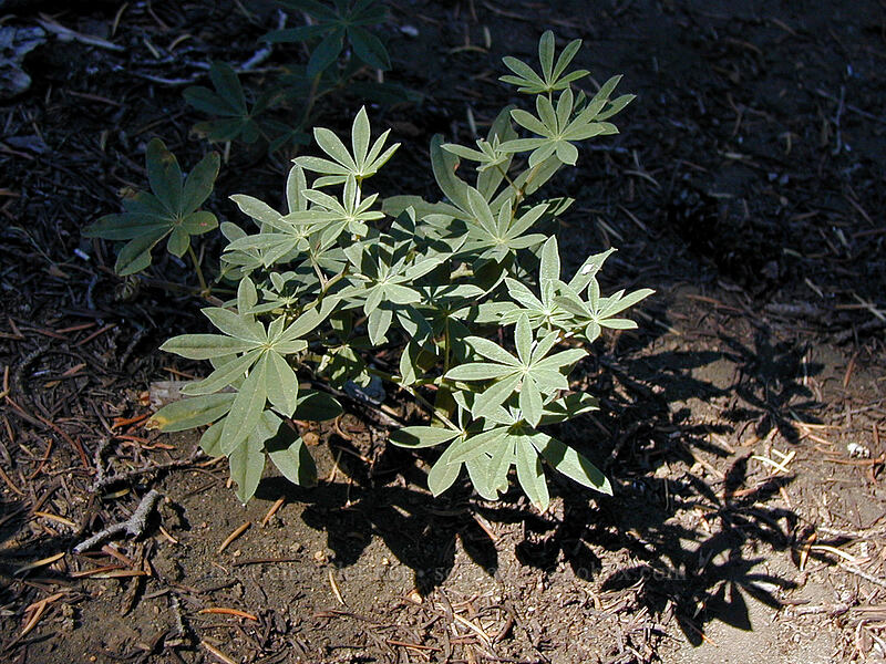 lupine leaves (Lupinus sp.) [Black Crater Trail, Three Sisters Wilderness, Deschutes County, Oregon]