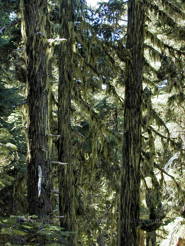 lichen-covered trees [Black Crater Trail, Three Sisters Wilderness, Deschutes County, Oregon]