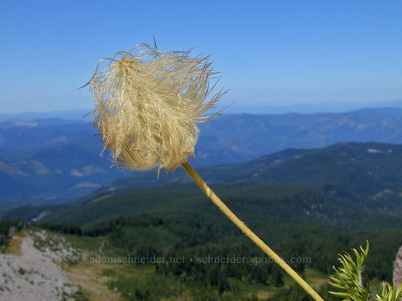 western pasqueflower seedhead (Anemone occidentalis (Pulsatilla occidentalis)) [Barrett Spur Trail, Mt. Hood Wilderness, Hood River County, Oregon]