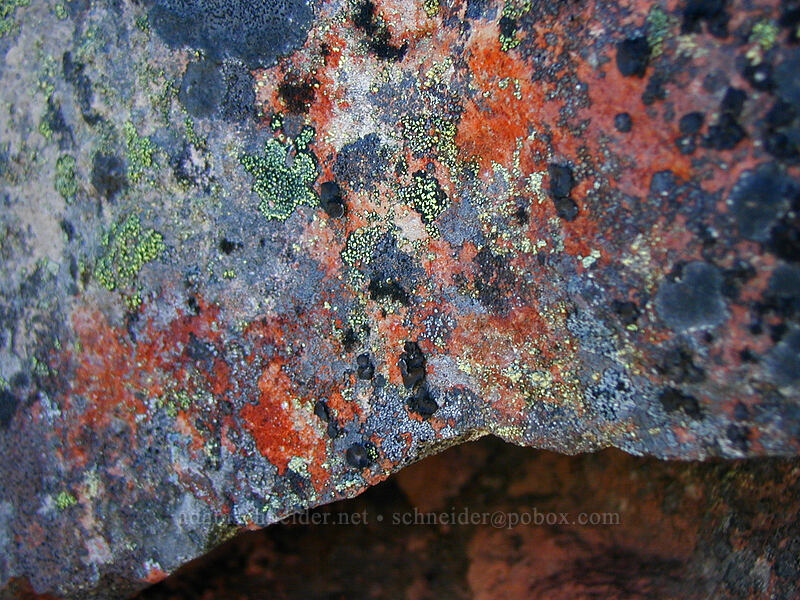 multi-colored lichen [Top of Barrett Spur, Mt. Hood Wilderness, Hood River County, Oregon]