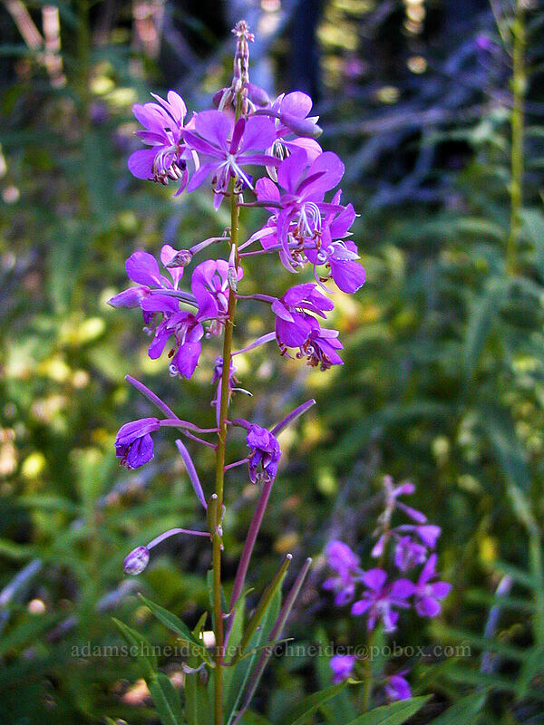 fireweed (Chamerion angustifolium (Chamaenerion angustifolium) (Epilobium angustifolium)) [Vista Ridge trailhead, Mt. Hood National Forest, Hood River County, Oregon]