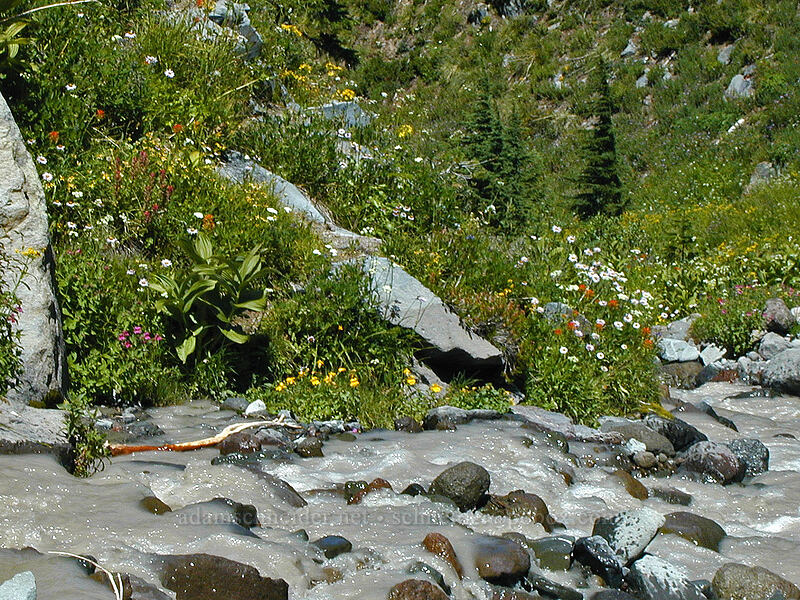 creekside wildflowers [West fork of Ladd Creek, Mt. Hood Wilderness, Hood River County, Oregon]