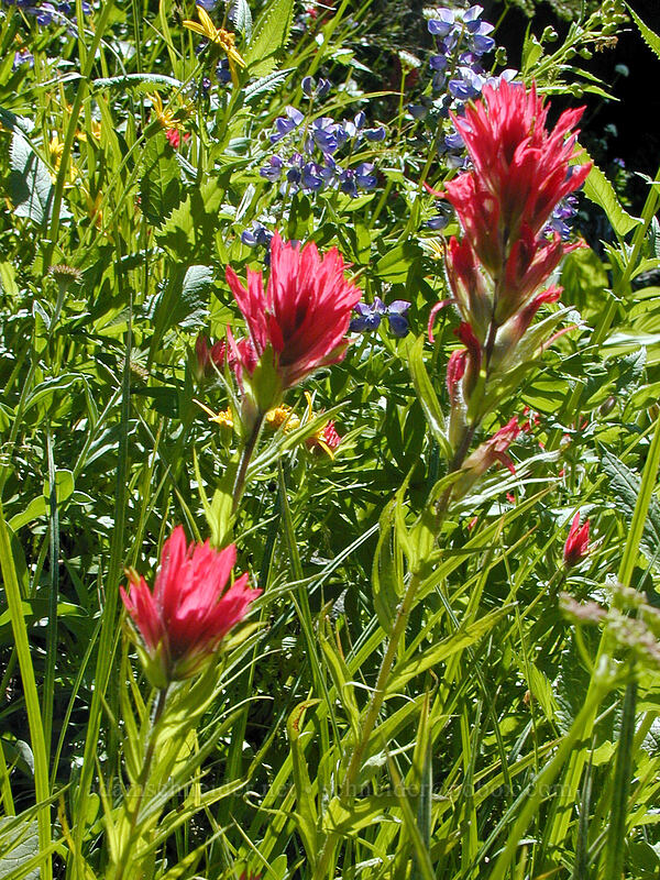 magenta paintbrush (Castilleja parviflora var. oreopola) [West fork of Ladd Creek, Mt. Hood Wilderness, Hood River County, Oregon]