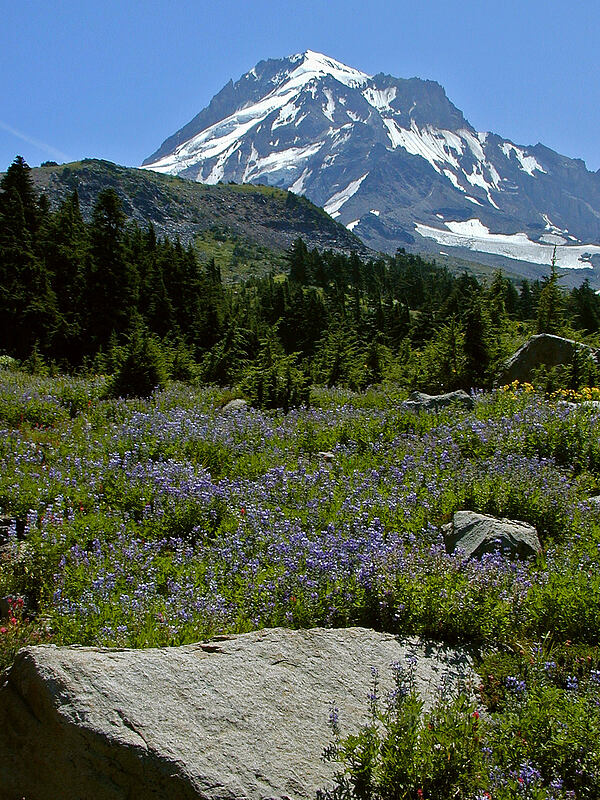 Mount Hood & meadow full of lupine [east of Cairn Basin, Mt. Hood Wilderness, Hood River County, Oregon]